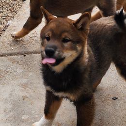 Shiba Inu from MarshDancer's Beautiful Babes