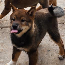 Shiba Inu from MarshDancer's Beautiful Babes