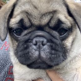 Pug All Grown Up from Katy Holland