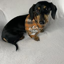 Raven - Dachshund