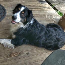 Koda - Australian Shepherd