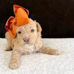Louise - Cream female Poodle puppy in Jackson, Mississippi from T.M. Poodles & Doodles