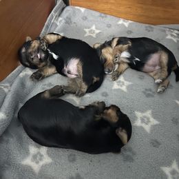 Yorkshire Terrier Puppies from Beantown Yorkshires