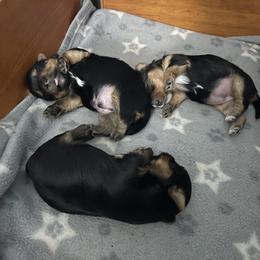 Yorkshire Terrier Puppies from Beantown Yorkshires