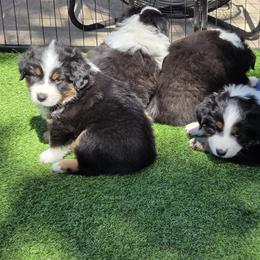 Miniature American Shepherd Puppies from All About Me Miniature American Shepherds