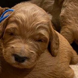 Irish Doodle and Labradoodle Puppies from Bipsi's Doodles