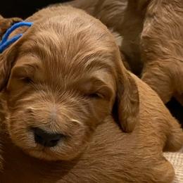 Irish Doodle and Labradoodle Puppies from Bipsi's Doodles