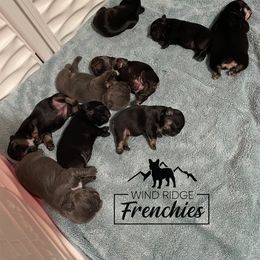French Bulldog Puppies from Wind Ridge Frenchies