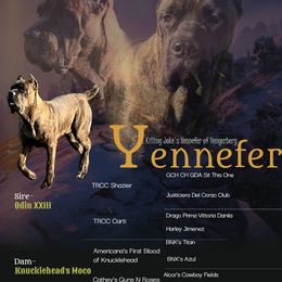 Yennefer AKA Yen - Cane Corso