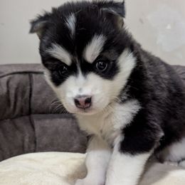AxM b1 - Black and white male Pomsky puppy in Charlotte, Michigan from Moore Pomskies