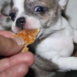 Chihuahuas from Blue Moon Chihuahuas