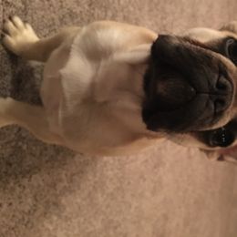 French Bulldog Puppies from Western Skies French Bulldogs