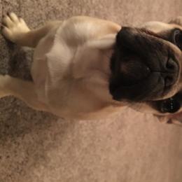 French Bulldog Puppies from Western Skies French Bulldogs
