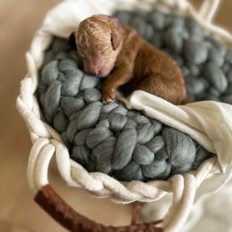 Poodle Puppies from Miller Creek Standard Poodles