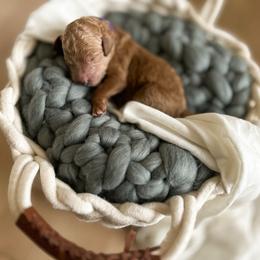Poodle Puppies from Miller Creek Standard Poodles
