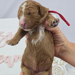Berry Pie - Red Collar - Red male Double Doodle puppy in Rowlett, Texas from Parrish Precious Ones Texas