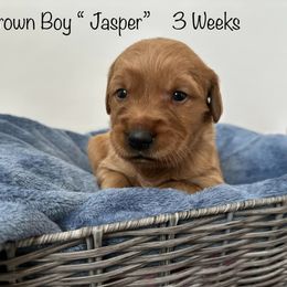 Golden Retriever Puppies from Gold Treasure Retrievers