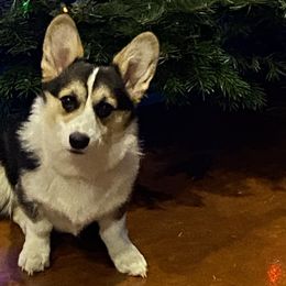 Livy - Pembroke Welsh Corgi