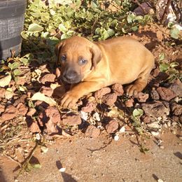 Mindy - Rd whtn blk nose female Rhodesian Ridgeback puppy in Carney, Oklahoma from River Run Parson Russell terriers & River Run Ridgebacks