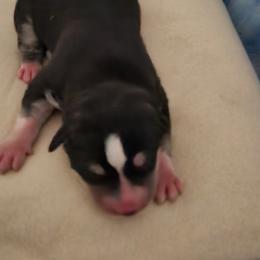 Girl 1 - Black and white female Siberian Husky puppy in Northview, Michigan from Xk siberians