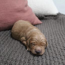 Goldendoodle Puppies from Silver Barn Doodles