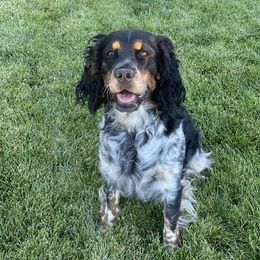 English Springer Spaniels from Silver State Springers