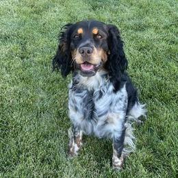 English Springer Spaniels from Silver State Springers