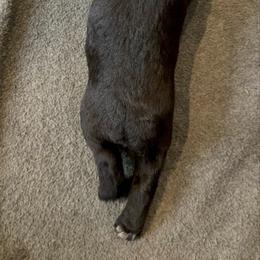 Oakley - Black female Giant Schnauzer puppy in Noblesville, Indiana from Stratton House Kennels