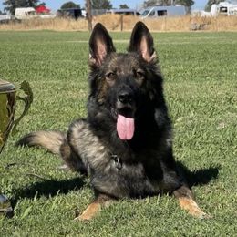 German Shepherds from Vom Caldera