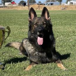 German Shepherds from Vom Caldera
