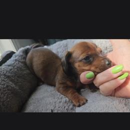Sam - Chocolate and tan male Dachshund puppy in Strong, Arkansas from Dachshunds R Us