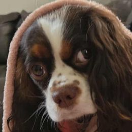 Cavalier King Charles Spaniels, Cavapoos, and Poodles from Far West Texas Oodles of Cavoodles & Cavi's