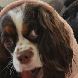 Cavalier King Charles Spaniels, Cavapoos, and Poodles from Far West Texas Oodles of Cavoodles & Cavi's