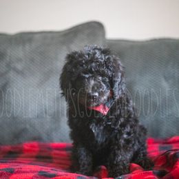 Goldendoodle Puppies from Doodle Me This Goldendoodles