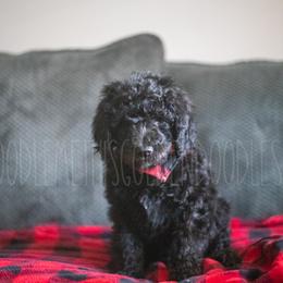 Goldendoodle Puppies from Doodle Me This Goldendoodles