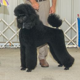 Jupiter - Poodle