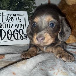 Annabelle-AKC - Blue and tan female Dachshund puppy in Gerber, California from Red Dirt Doxies