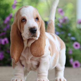 Dandi - Red and white male Basset Hound puppy in Pollock, Missouri from Northstar