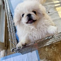 Athos aka Little Sugar - White male Pekingese puppy in West Des Moines, Iowa from Happy Tail Pekingese