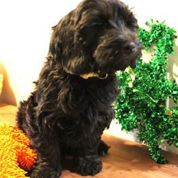 Lithium  yellow collar - Black female Australian Labradoodle puppy in Provo, Utah from EllsWORTH Labradoodles LLC