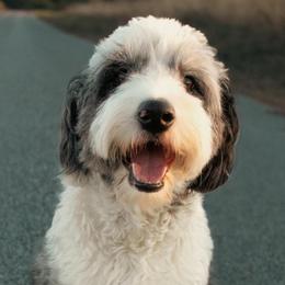 Nova - Aussiedoodle