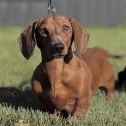Caleb - Red male Dachshund puppy in Crystal, Michigan from Mare-Bella Smoothcoat Edition