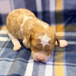 Girl1 - Parti female Poodle puppy in Liberty, Texas from Poodles and Doodles Most Excellent Adventures