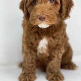 Australian Labradoodle Puppies from Berrybrook Doodles