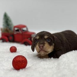 Dragur - Chocolate and cream male Dachshund puppy in Nashville, Arkansas from Cuddles n Curls