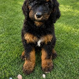 Noir - Phantom female Goldendoodle puppy in Glendale, Arizona from CocoLove Doodles