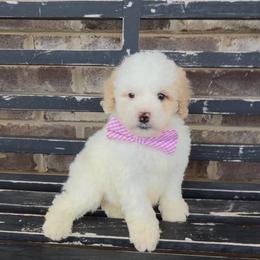 Mike - Yellow and white male Bernedoodle puppy in Cartersville, Georgia from Simply Blessed Doodles