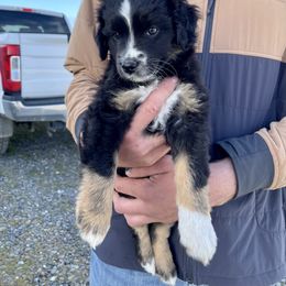 Miniature Australian Shepherd Puppies from 5 Star Mini Aussies