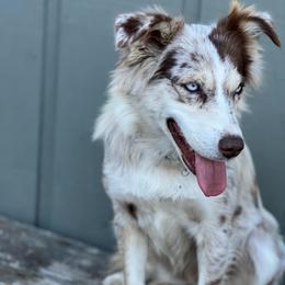Bourbon 2,673 - Red merle female Miniature Australian Shepherd puppy in Helmville, Montana from CKO Country Road Aussies