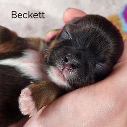 Beckett - Brown female Lhasa Apso puppy in Jefferson, New York from Absolute Lhasa Love